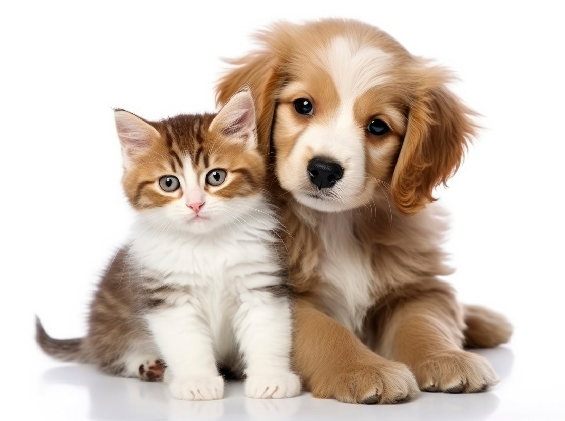 FabuPaw's #1 Leading Boutique Pet Store